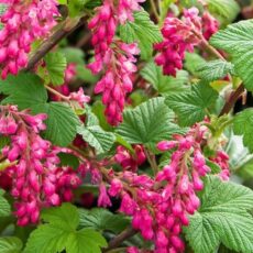 5023242388588 1 Ribes sanguineum Pulborough Scarlet 3L.jpg